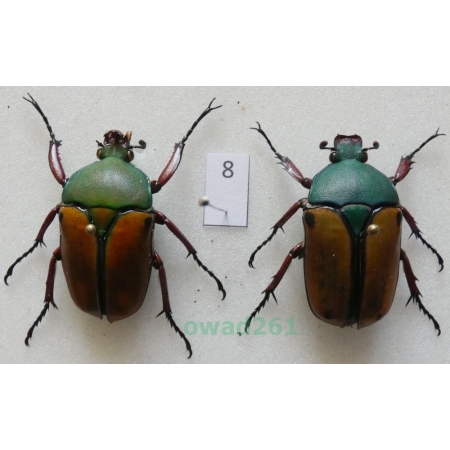 Eudicella smithii (MacLeay, 1838) pair ex. ovo Zair8